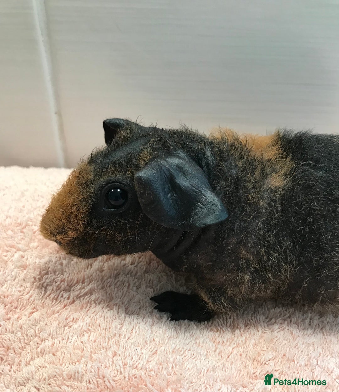 Guinea Pig rodents for sale: Skinny Boar - Werewolf Sow - Sow & Daughter Tweed  - Image 10