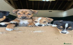 Jack Russell dogs for sale: Jack Russell pups for sale - Image 10