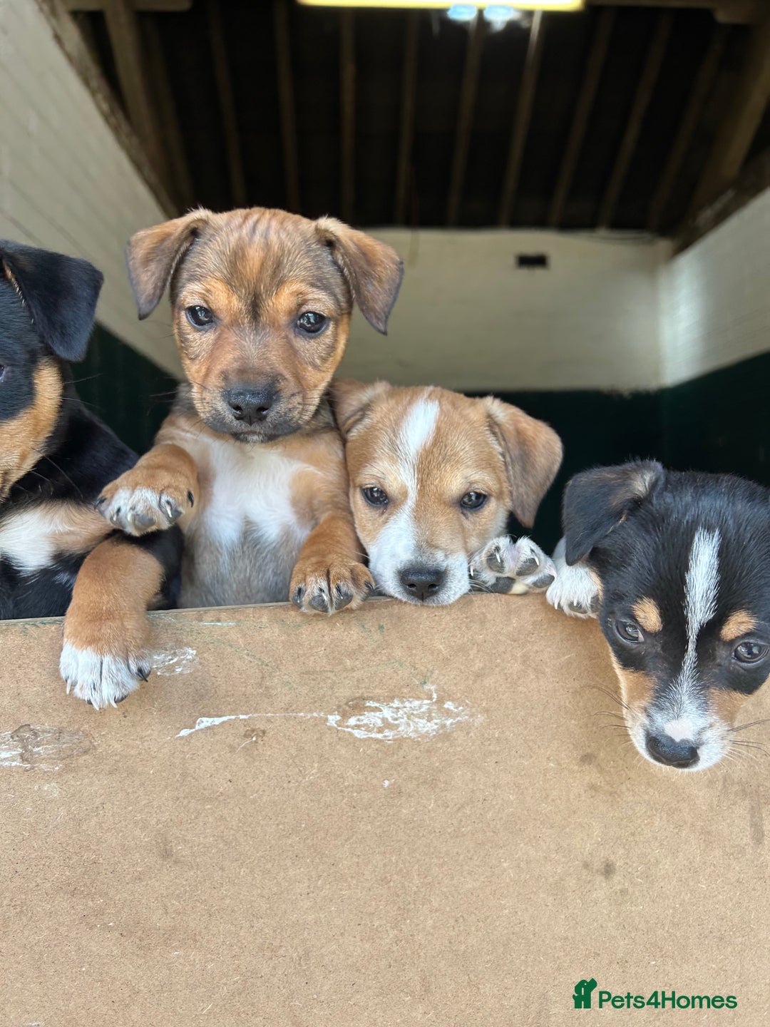 Jack Russell dogs for sale: Jack Russell pups for sale - Image 10