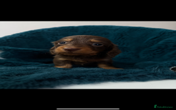 Dachshund dogs for sale: Kc.reg miniature dachshund puppies  - Image 9