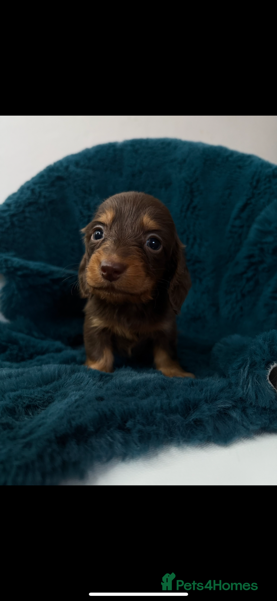 Dachshund dogs for sale: Kc.reg miniature dachshund puppies  - Image 9