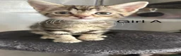 Mixed Breed cats for sale: Kittens mum is half Maine coon - Advert 10