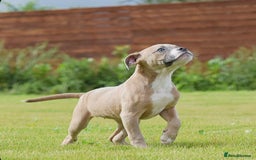 Olde English Bulldogge dogs for sale: 🛑23 YEARS🛑5⭐️APPROVED⭐️LICENSED  - Image 6
