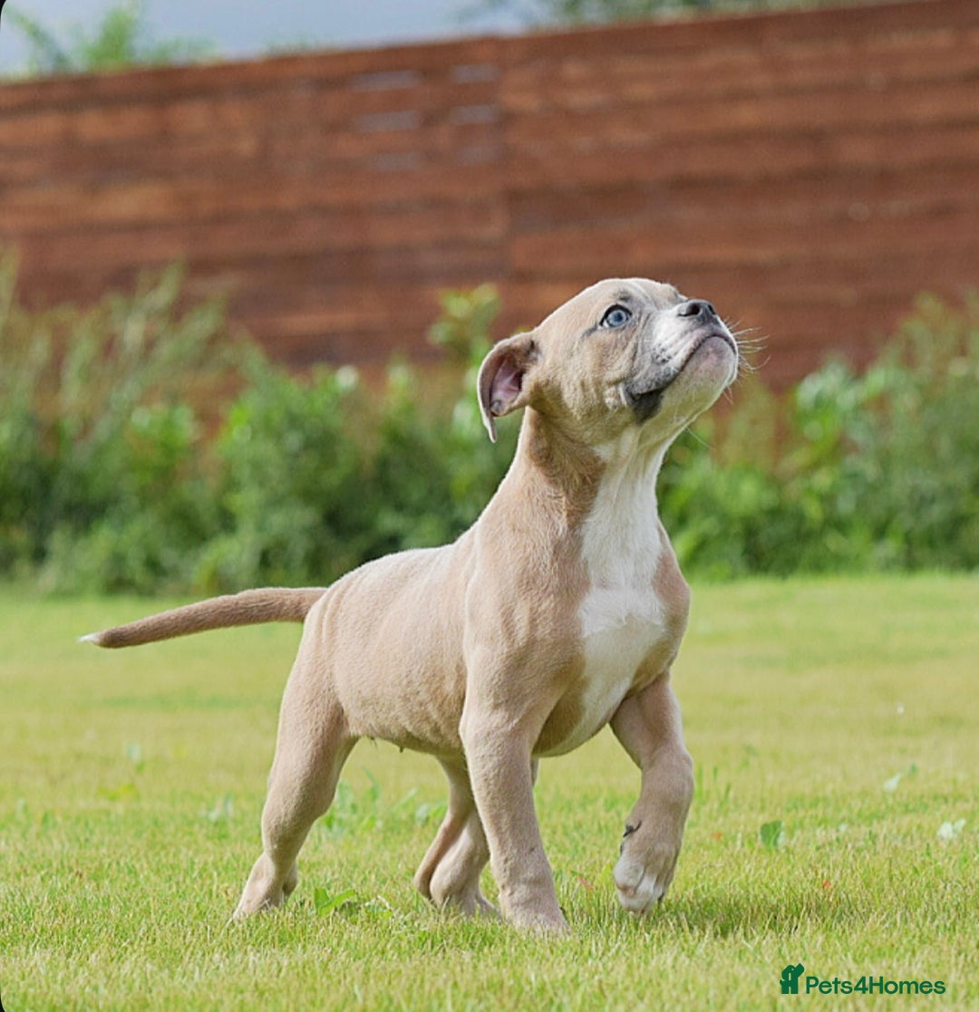 Olde English Bulldogge dogs for sale: 🛑23 YEARS🛑5⭐️APPROVED⭐️LICENSED  - Image 6
