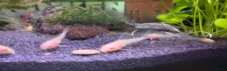 Catfish fish for sale: Albino corydoras  in Chelmsford - Advert 4