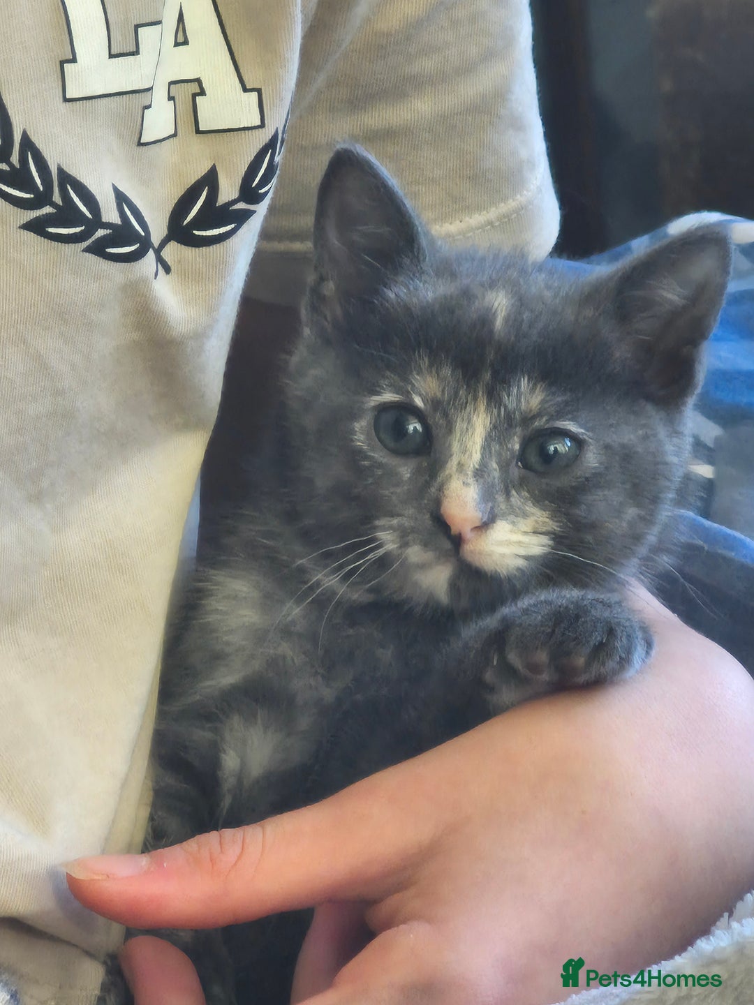 Mixed Breed cats for sale: Beautiful fluffy kittens - Image 12