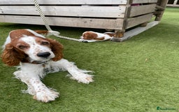 Welsh Springer Spaniel dogs for sale: One little Welsh Springer Spaniel boy!  - Image 4