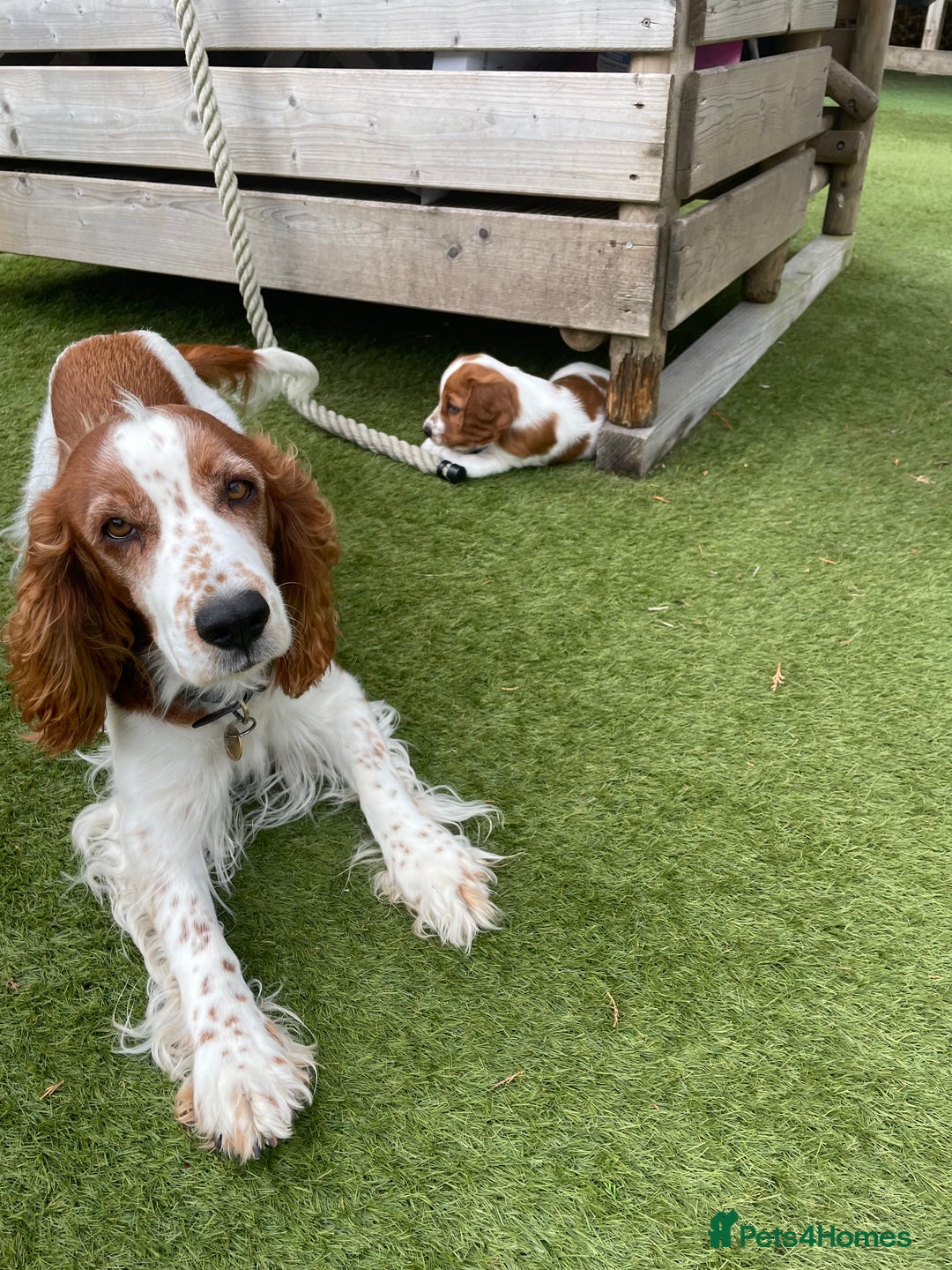 Welsh Springer Spaniel dogs for sale: One little Welsh Springer Spaniel boy!  - Image 4