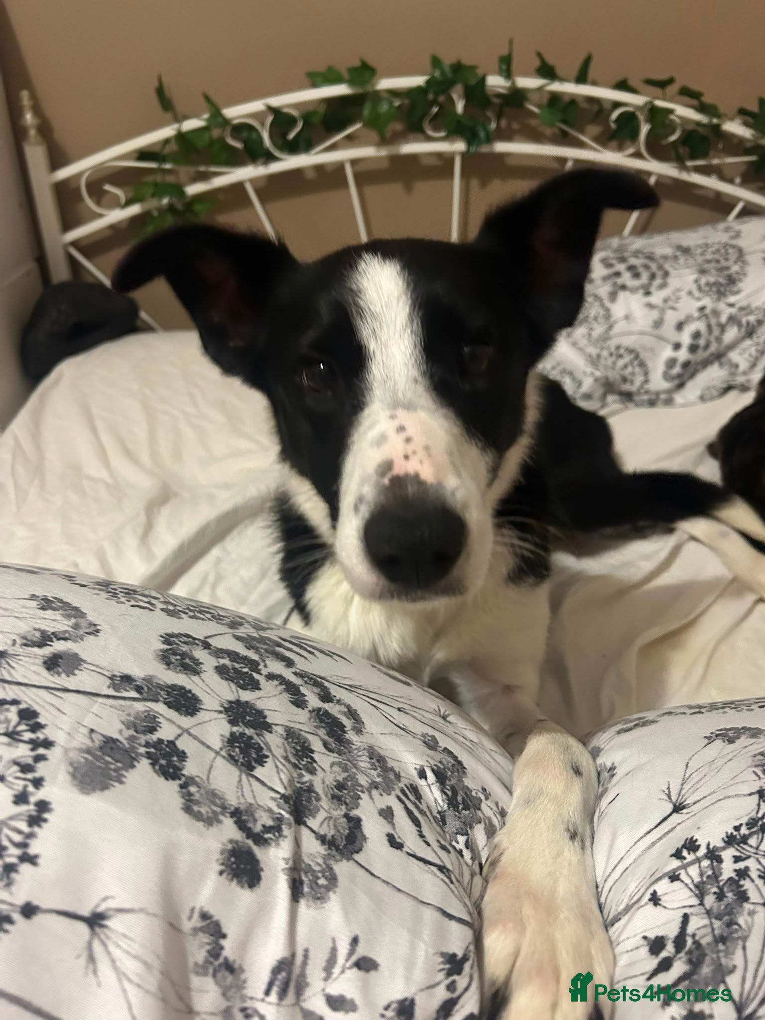 Border Collie dogs 3 y/o female border collie - Advert 2