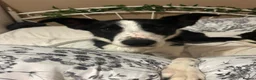 Border Collie dogs for sale: 3 y/o female border collie - Advert 1