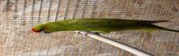Budgerigars birds for sale: Kakarikis young pair  - Advert 8