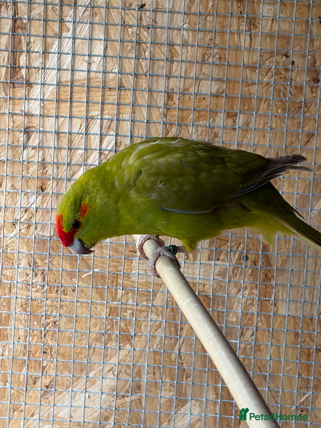 Budgerigars birds for sale: Kakarikis young pair  - Advert 8