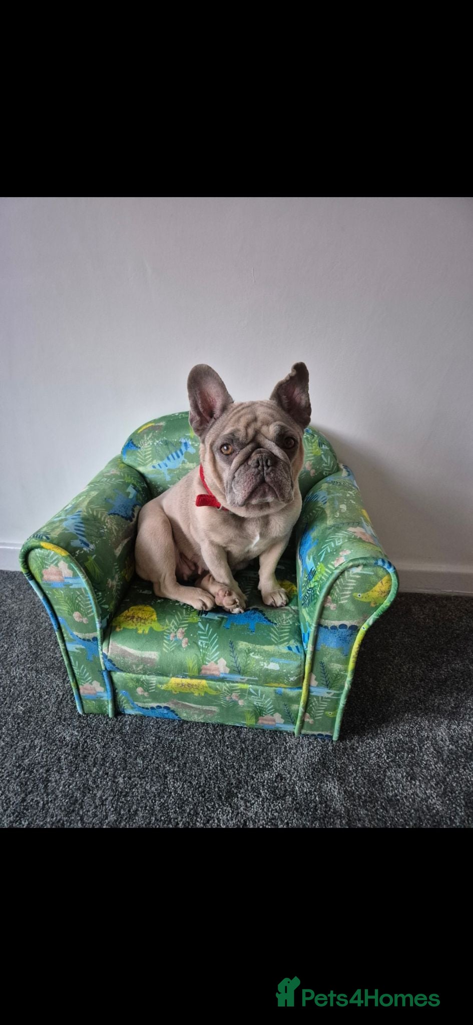 French Bulldog dogs Two French Bulldogs for sale - Advert 1