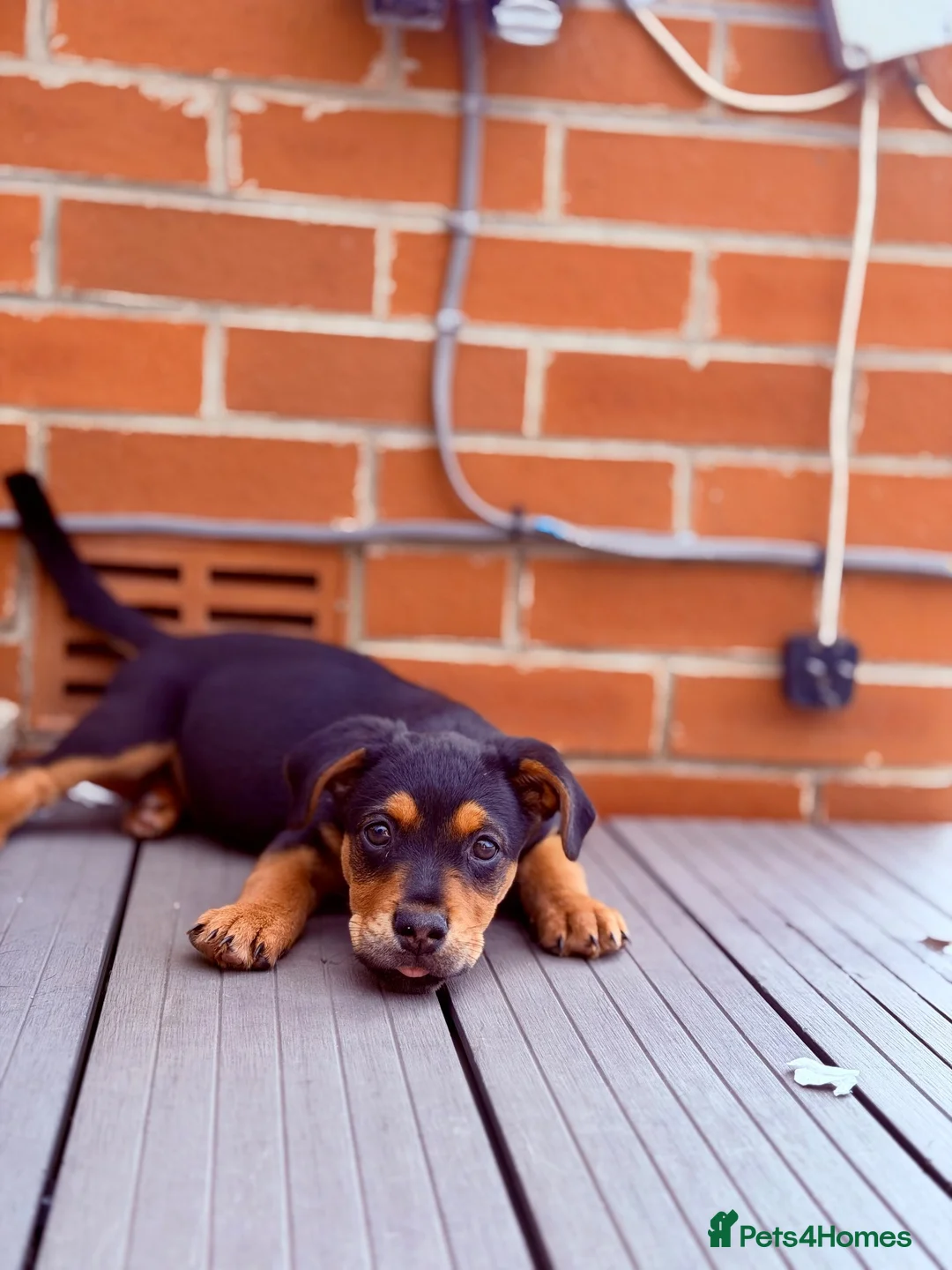 Mixed Breed dogs for sale: Due to time wasters I have 1 female  - Advert 2