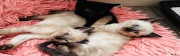 Mixed Breed cats for sale: 😻BEAUTIFUL KITTENS😻 - Advert 4