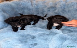 Jackapoo dogs for sale: Beautiful black jackapoo pups  - Image 3