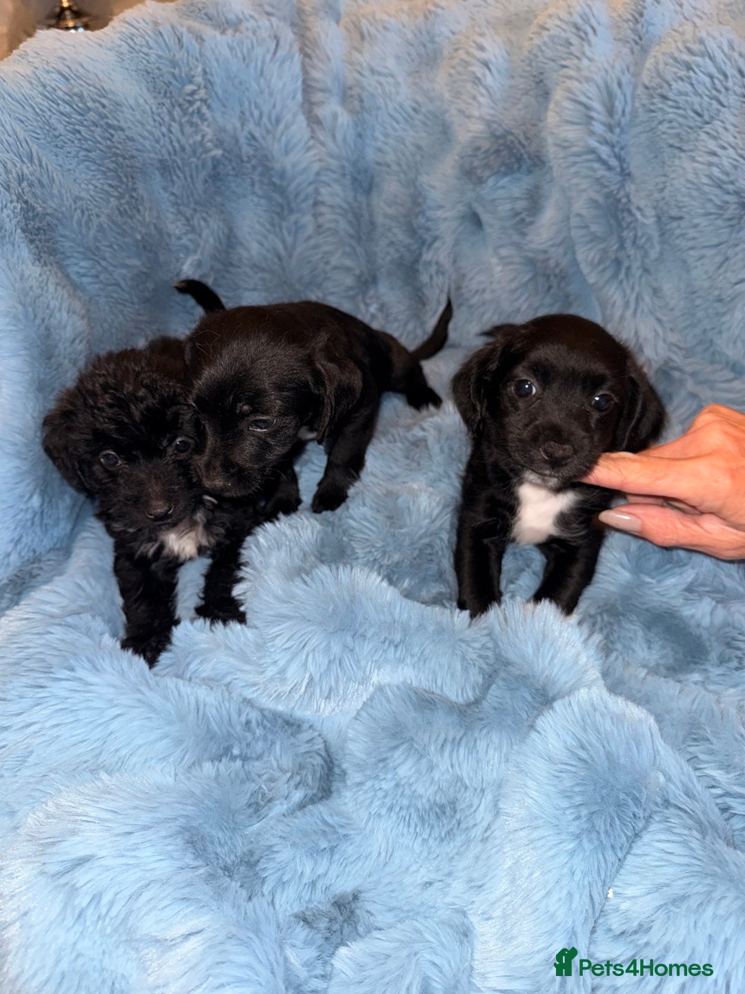 Jackapoo dogs for sale: Beautiful black jackapoo pups  - Image 3