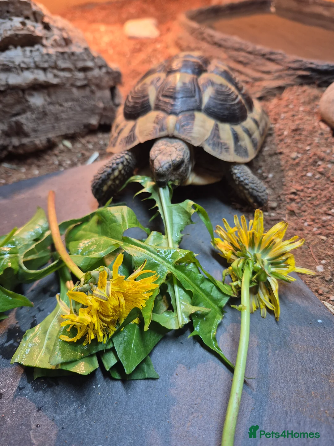 Hermann Tortoise reptiles for sale: Hermann tortoise with vivarium  - Advert 1