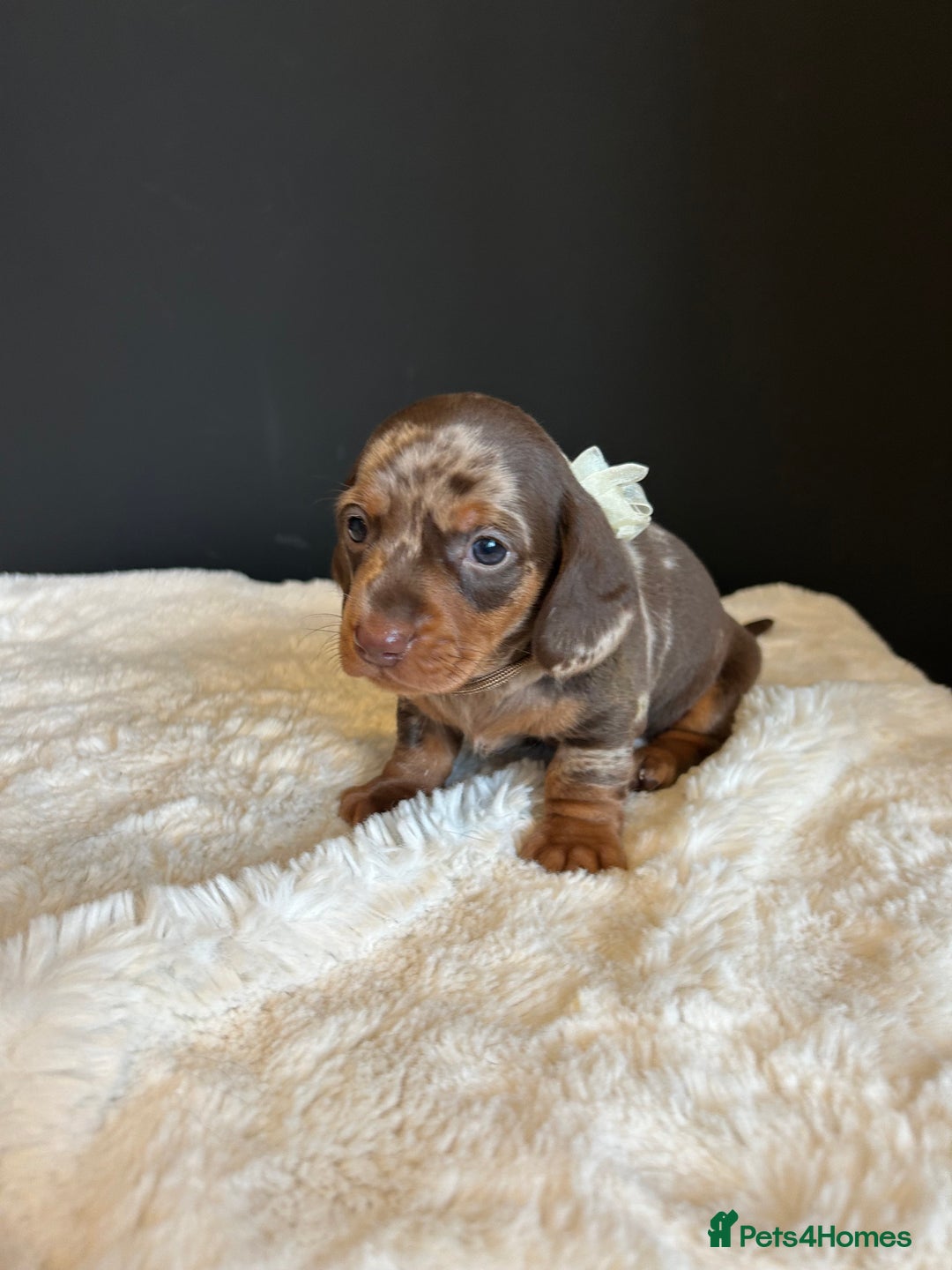 Miniature Dachshund dogs for sale: Smooth Hair Boys -5 star Breeder ⭐️⭐️⭐️⭐️⭐️ - Advert 14