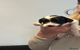 Cavapoo dogs for sale: F1b Cavapoos - Advert 6