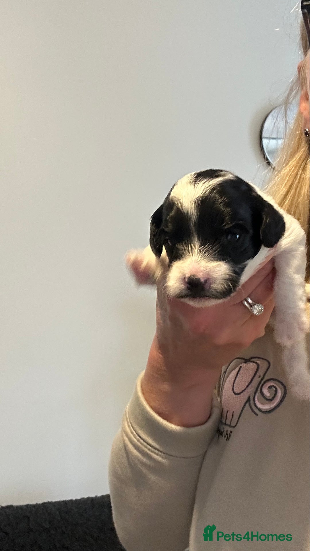 Cavapoo dogs for sale: F1b Cavapoos - Advert 6