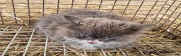 Mixed Breed cats for sale: Grey kitten - Advert 3