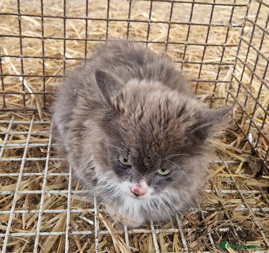 Mixed Breed cats for sale: Grey kitten - Advert 3
