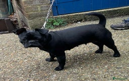 Mixed Breed dogs for sale: Frug/Staffy Puppies - Image 6