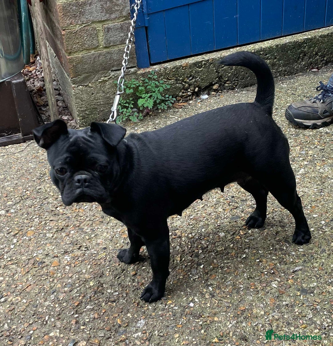 Mixed Breed dogs for sale: Frug/Staffy Puppies - Image 6