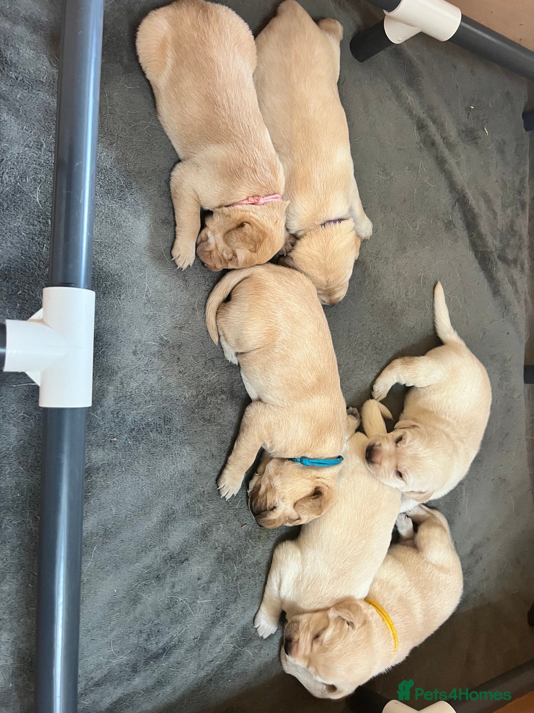 Labrador Retriever dogs for sale: Labrador puppies in Shaftesbury - Image 20