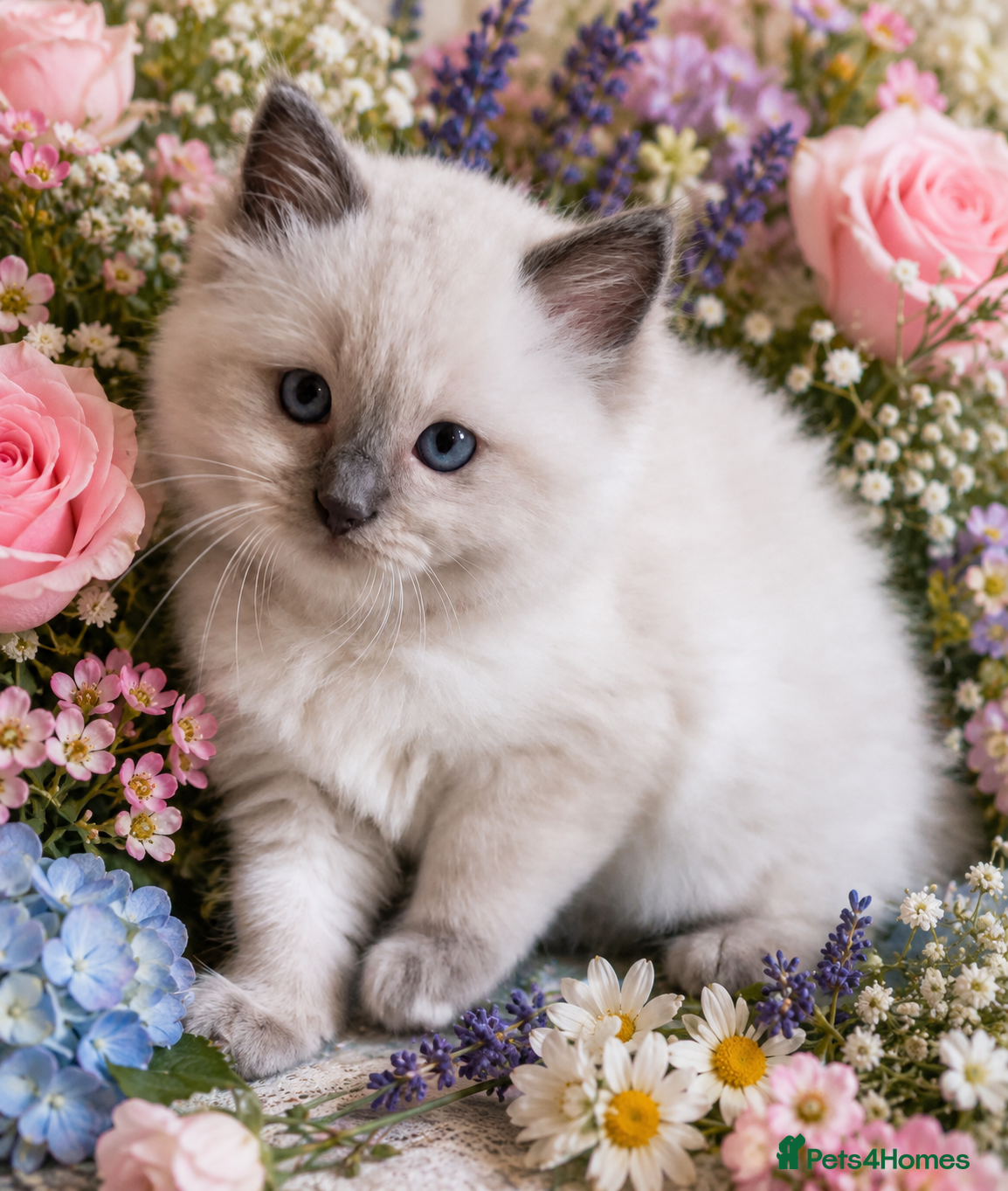 Ragdoll cats Beautiful Ragdoll boy  - Advert 1