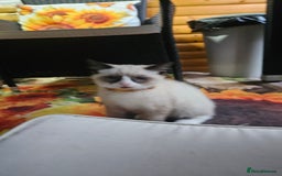 Mixed Breed cats for sale: Mostly white boy cat  - Image 6