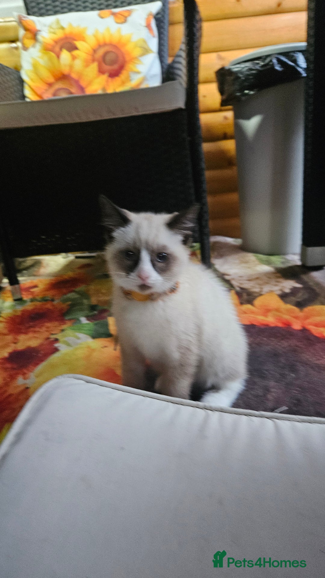Mixed Breed cats for sale: Mostly white boy cat  - Image 6
