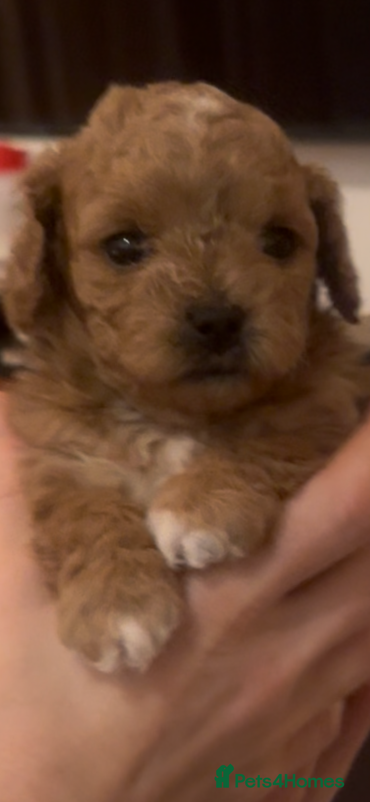 Cavapoochon dogs Cavapoochons for sale   - Advert 7