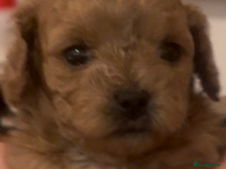 Cavapoochon dogs Cavapoochons for sale - Advert 7