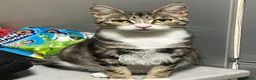 British Shorthair cats for sale: 4 Tuxedo kittens  - Advert 1