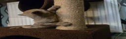 Burmese cats for sale: Outstanding Pedigree Burmese Kittens,Vet checked - Advert 25