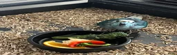 Parrots birds for sale: Kakariki in Redruth - Advert 2