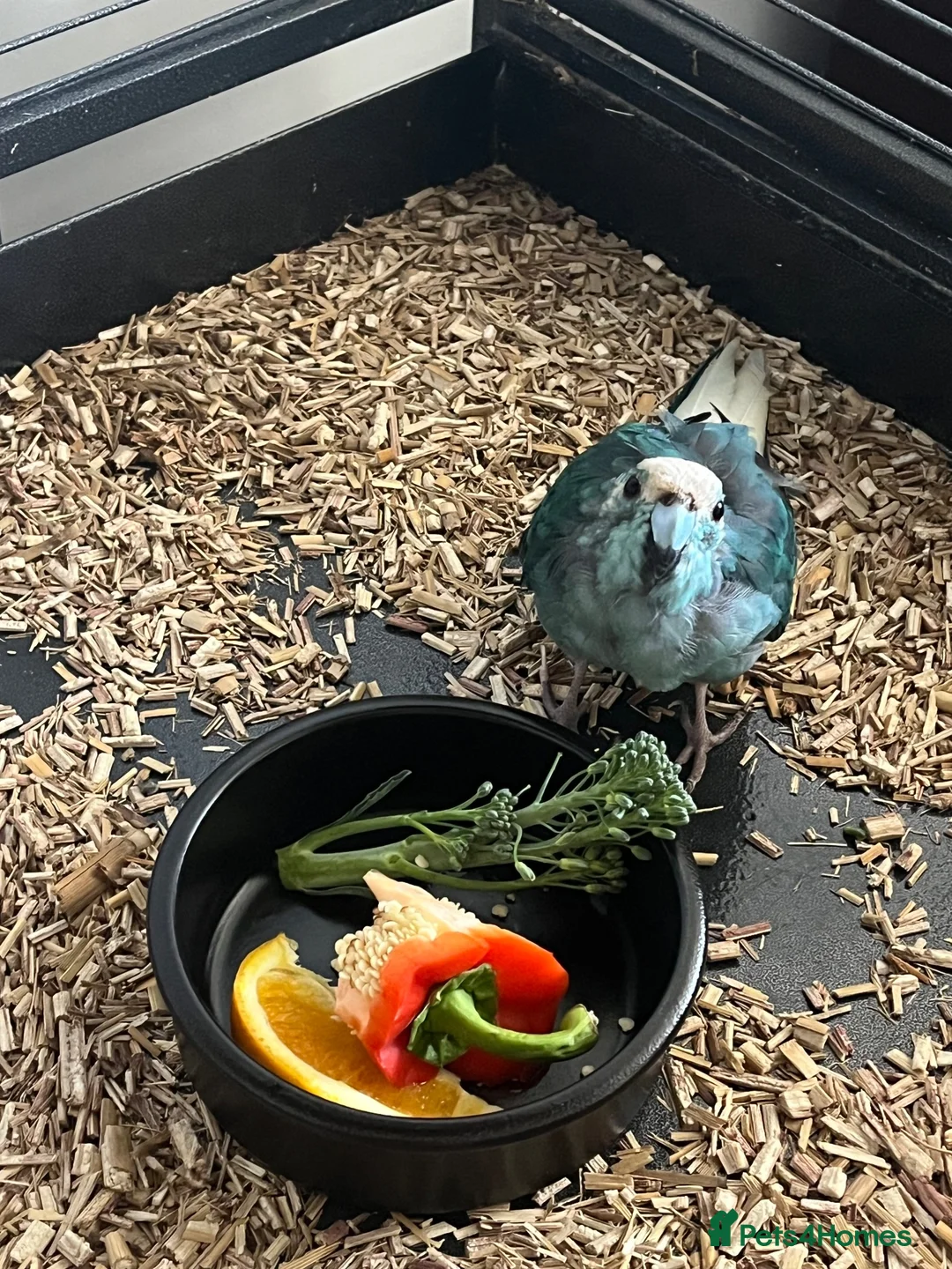 Parrots birds for sale: Kakariki in Redruth - Advert 2
