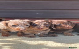 Miniature Dachshund dogs for sale: Long haired miniature Dashshund puppies  - Image 3