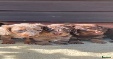 Miniature Dachshund dogs - Advert 3