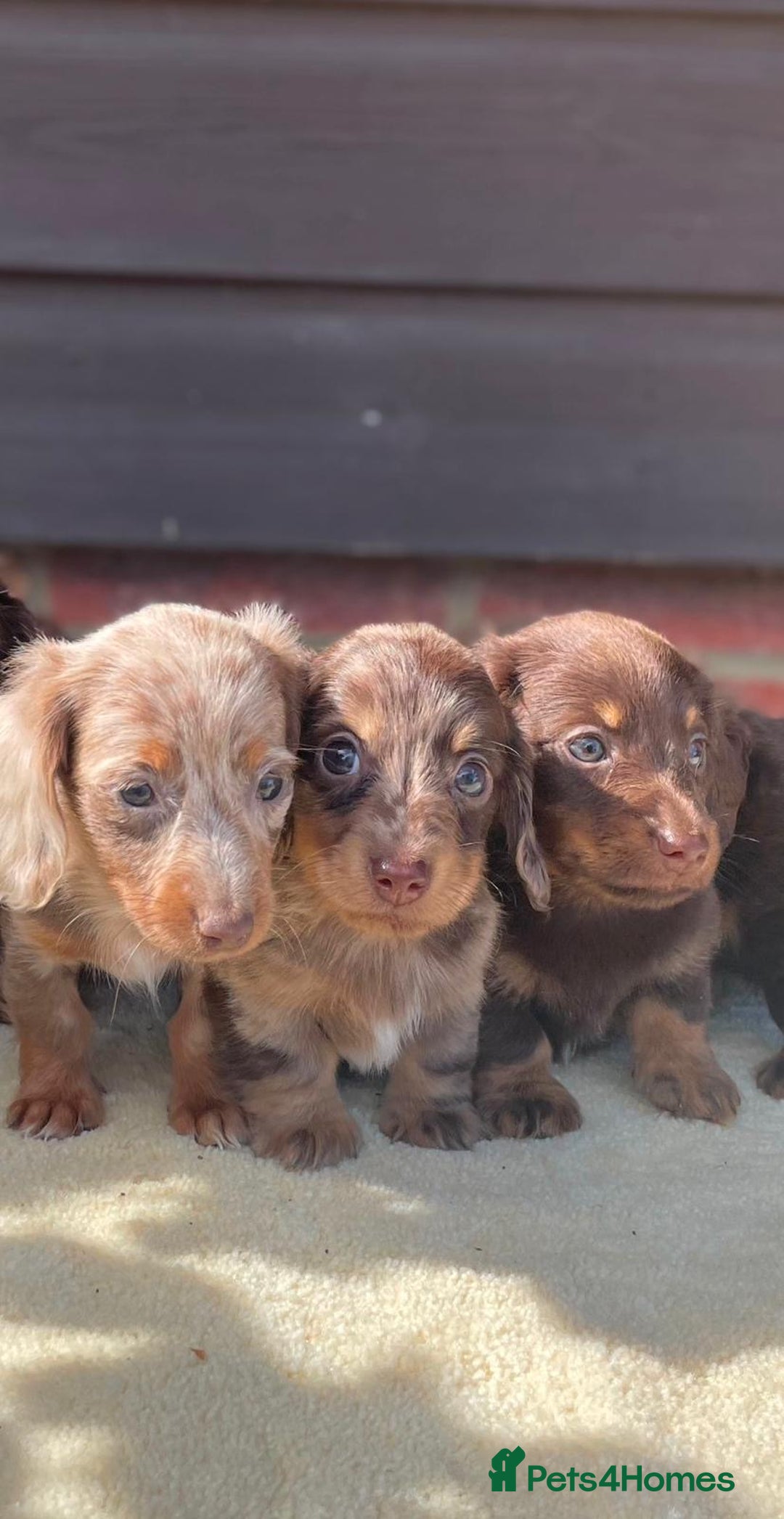 Miniature Dachshund dogs for sale: Long haired miniature Dashshund puppies  - Image 3