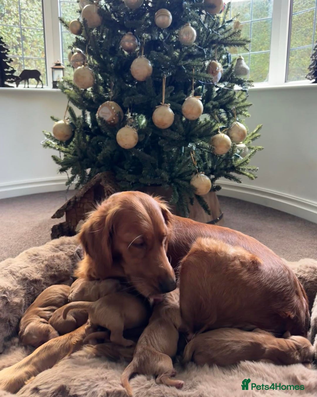 Golden Retriever dogs for sale: Golden retriever puppies  - Advert 2