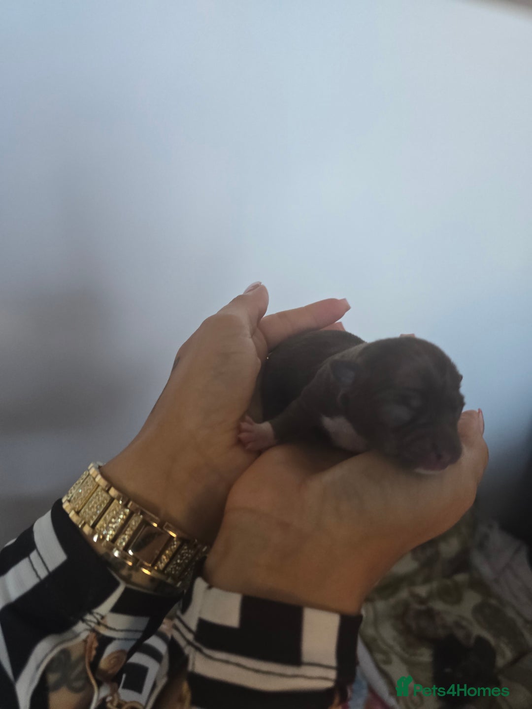 Chihuahua dogs for sale: Cup Chihuahua mini - Image 13