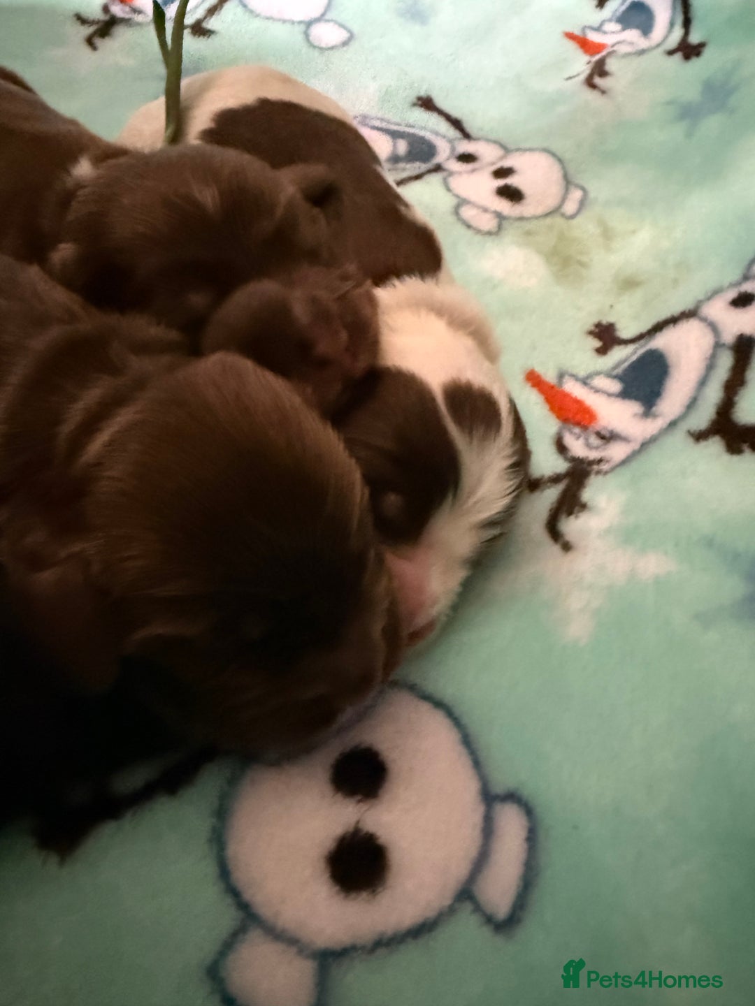 Cocker Spaniel dogs for sale: Show type cocker spaniel pups  - Advert 10