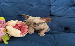 Sphynx cats for sale: TICA Adorable Kittens❤️Parents HCM Clear  - Image 15
