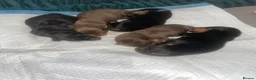 Dachshund dogs for sale: Beautiful dachund puppies  - Advert 12