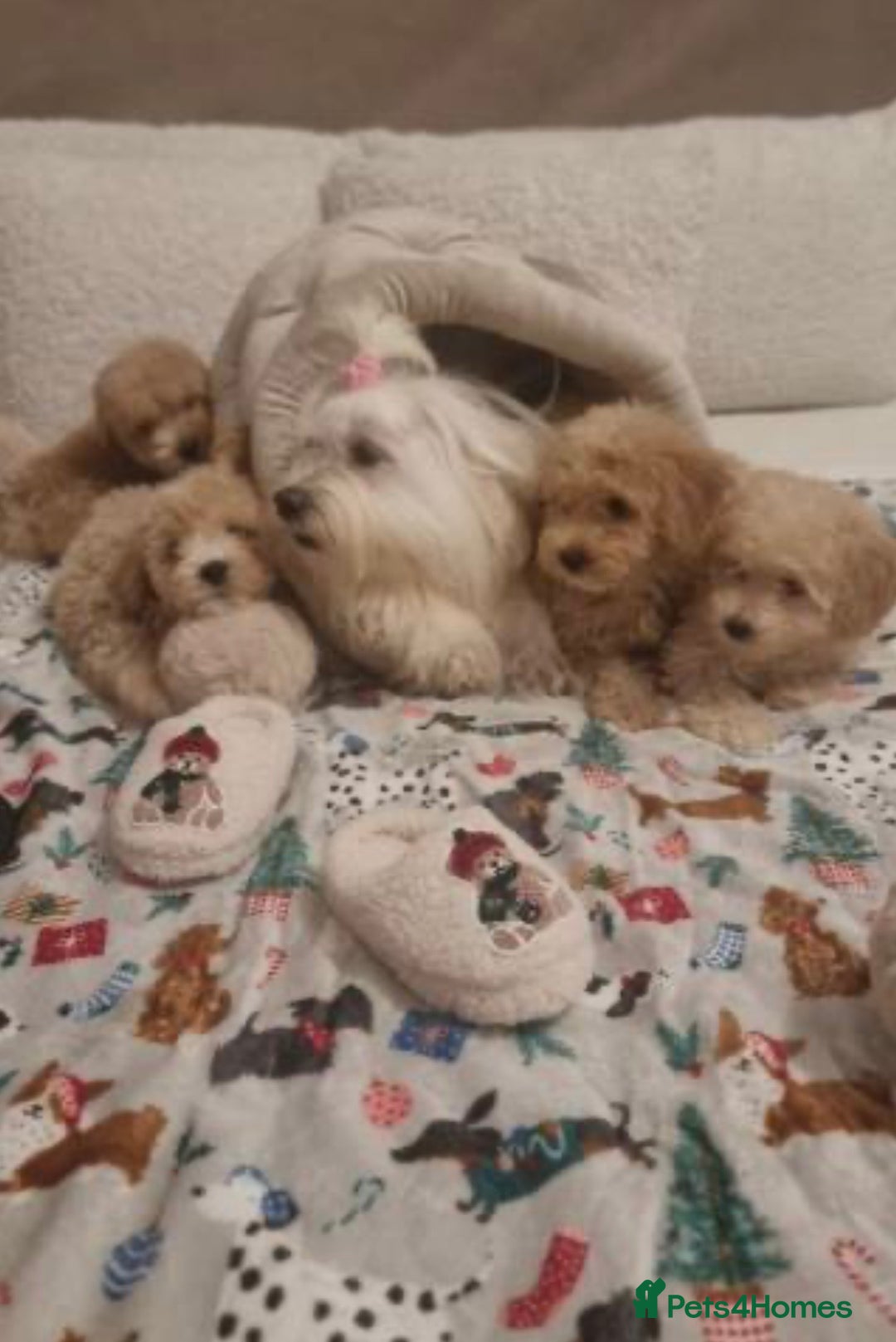 Maltipoo dogs for sale: Stunning 3-Month-Old Maltipoo Puppy - Advert 7