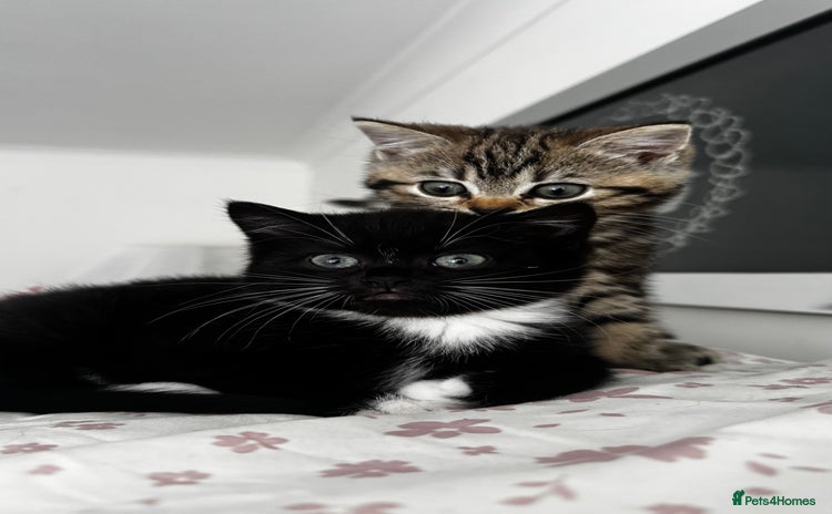 Scottish Fold cats - Advert 1