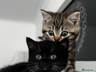 Scottish Fold cats - Advert 17